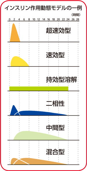 インスリンの基礎分泌と追加分泌